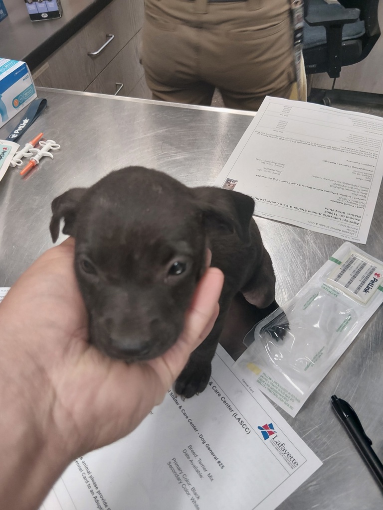 Shelter Stray Female Dog last seen Near Marigny Circle, DUSON, LA, 70529, Lafayette, LA 70507