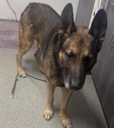 Shelter Stray Male Dog last seen N Broadway, Escondido, CA, 92026, Escondido, CA 92027
