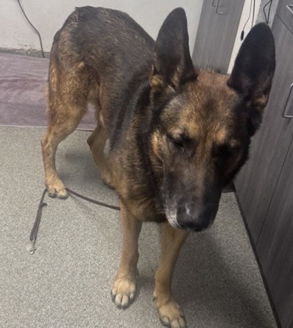 Shelter Stray Male Dog last seen N Broadway, Escondido, CA, 92026, Escondido, CA 92027