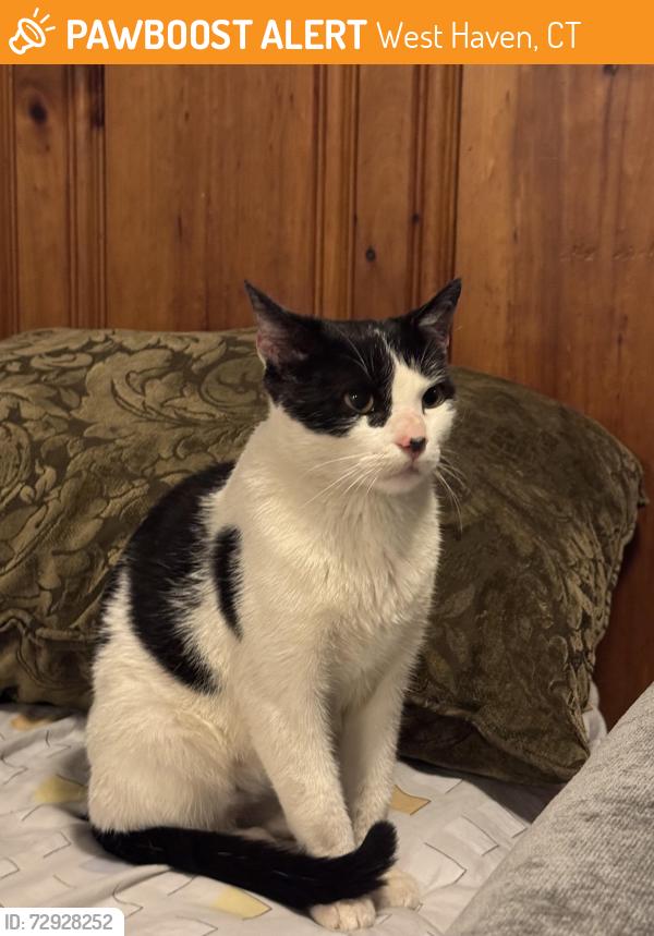 Found/Stray Female Cat last seen Boston post rd, westhaven , West Haven, CT 06516