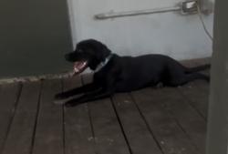 Reunited Female Dog last seen around the area , Theodore, AL 36582
