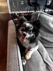 Found/Stray Male Dog last seen SW 89th and Penn, Oklahoma City, OK 73159