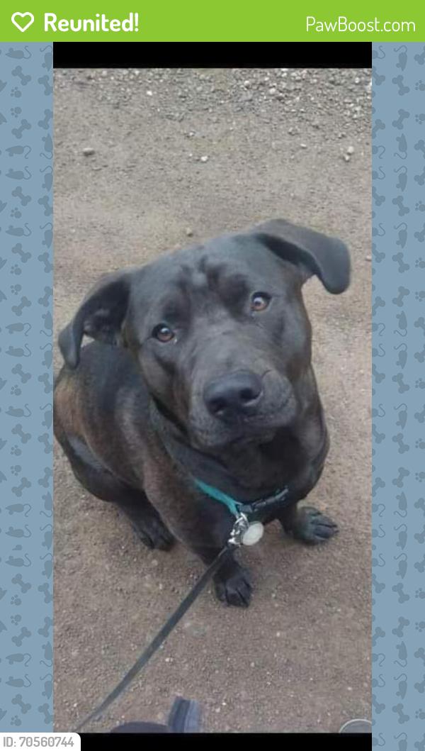 Reunited Male Dog last seen Near Martin Rd, Duluth, MN 55803, USA, Duluth, MN 55803
