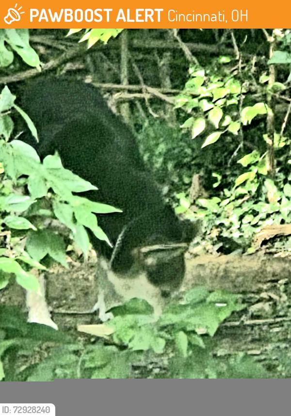 Found/Stray Unknown Dog last seen Near Meadowland Drive Cincinnati OH 45255, Cincinnati, OH 45255
