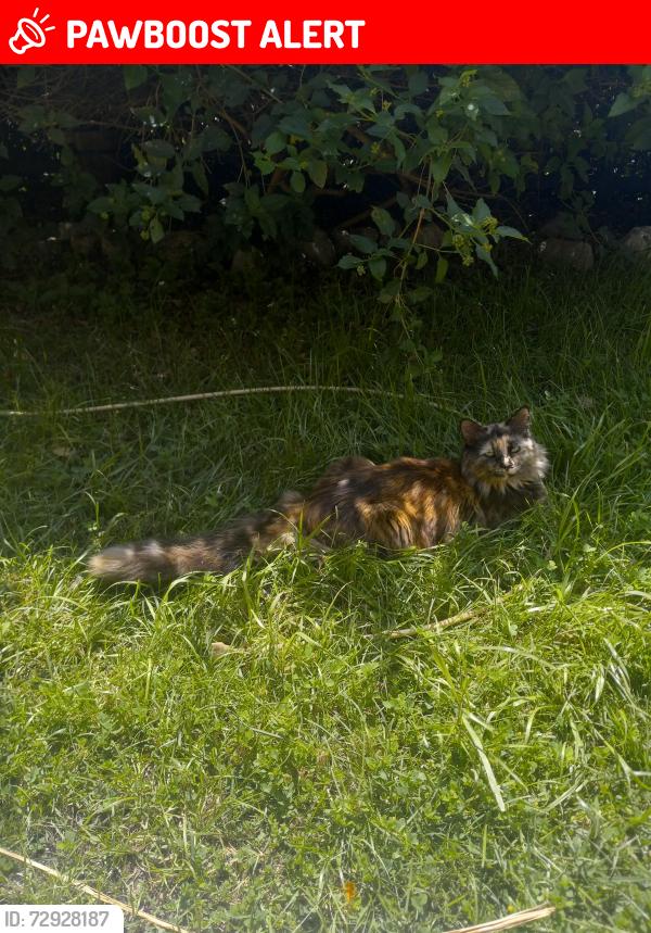 Lost Female Cat last seen Tioga Peak ct and Hillview Loop, Rancho Cucamonga, CA 91737