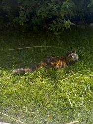 Lost Female Cat last seen Tioga Peak ct and Hillview Loop, Rancho Cucamonga, CA 91737