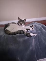 Reunited Female Cat last seen Near Glengariff Road, Massapequa Park, NY 11762