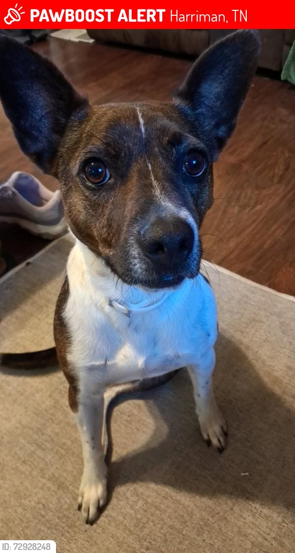 Lost Female Dog last seen Clear Springs Road or the Holiday Shores area. , Harriman, TN 37748