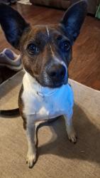 Lost Female Dog last seen Clear Springs Road or the Holiday Shores area. , Harriman, TN 37748