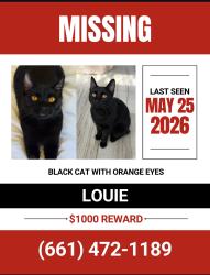 Lost Unknown Cat last seen West Hills Sports Center, Los Angeles, CA 91307