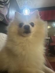 Lost Female Dog last seen Woodmore oaks dr in Citrus Heights , Citrus Heights, CA 95610