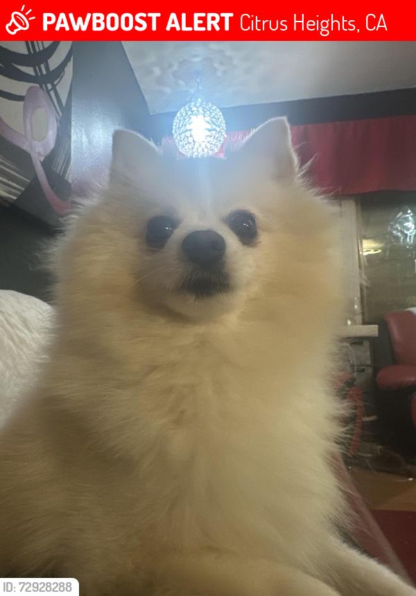 Lost Female Dog last seen Woodmore oaks dr in Citrus Heights , Citrus Heights, CA 95610