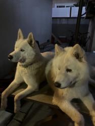 Reunited Male Dog last seen Near S Hesperian St, Santa Ana, CA 92703, USA, Santa Ana, CA 92703