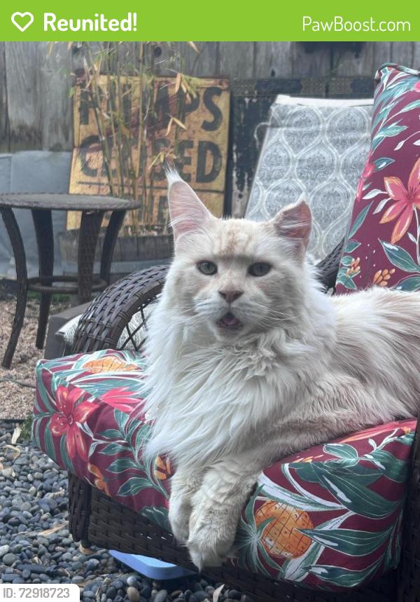 Reunited Male Cat last seen Near Marion Court Alameda, Alameda, CA 94501