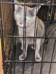 Reunited Male Cat last seen Alexander and decatur, Las Vegas, NV 89130