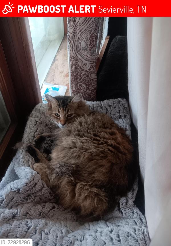 Lost Female Cat last seen Forbidden caverns, Sevierville, TN 37876