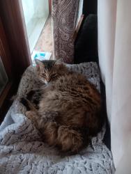 Lost Female Cat last seen Forbidden caverns, Sevierville, TN 37876