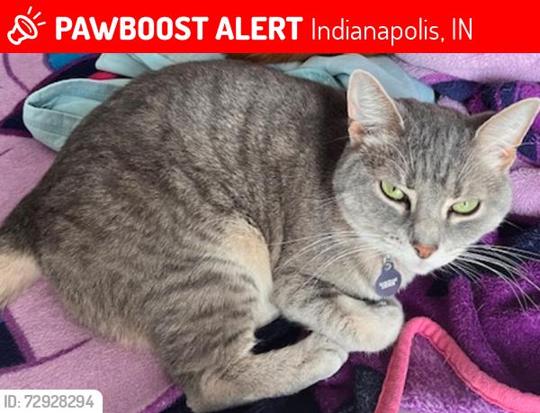 Lost Female Cat last seen bent oak lane and crystal pointe circle, Indianapolis, IN 46236