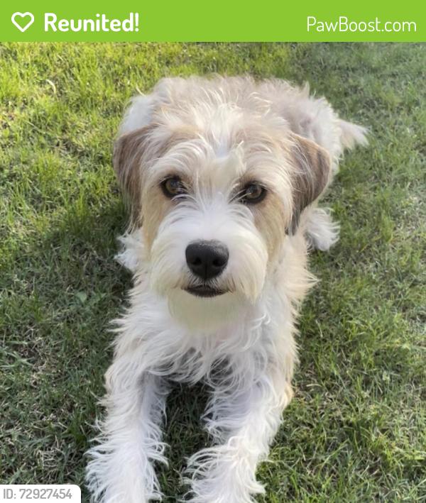 Reunited Female Dog last seen 2998-2924 Sunset Cliffs Blvd, San Diego, CA 92109