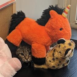Shelter Stray Female Cat last seen , Animal Care & Control Team of Philly, 111 W Hunting Park Ave, Philadelphia, PA 19140, USA
