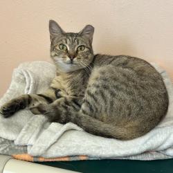 Shelter Stray Female Cat last seen , Port Richey, FL 34653