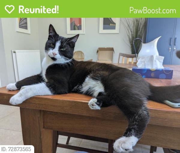 Reunited Female Cat last seen Vets for Pets , Cheshire West and Chester, England CH2 2DN