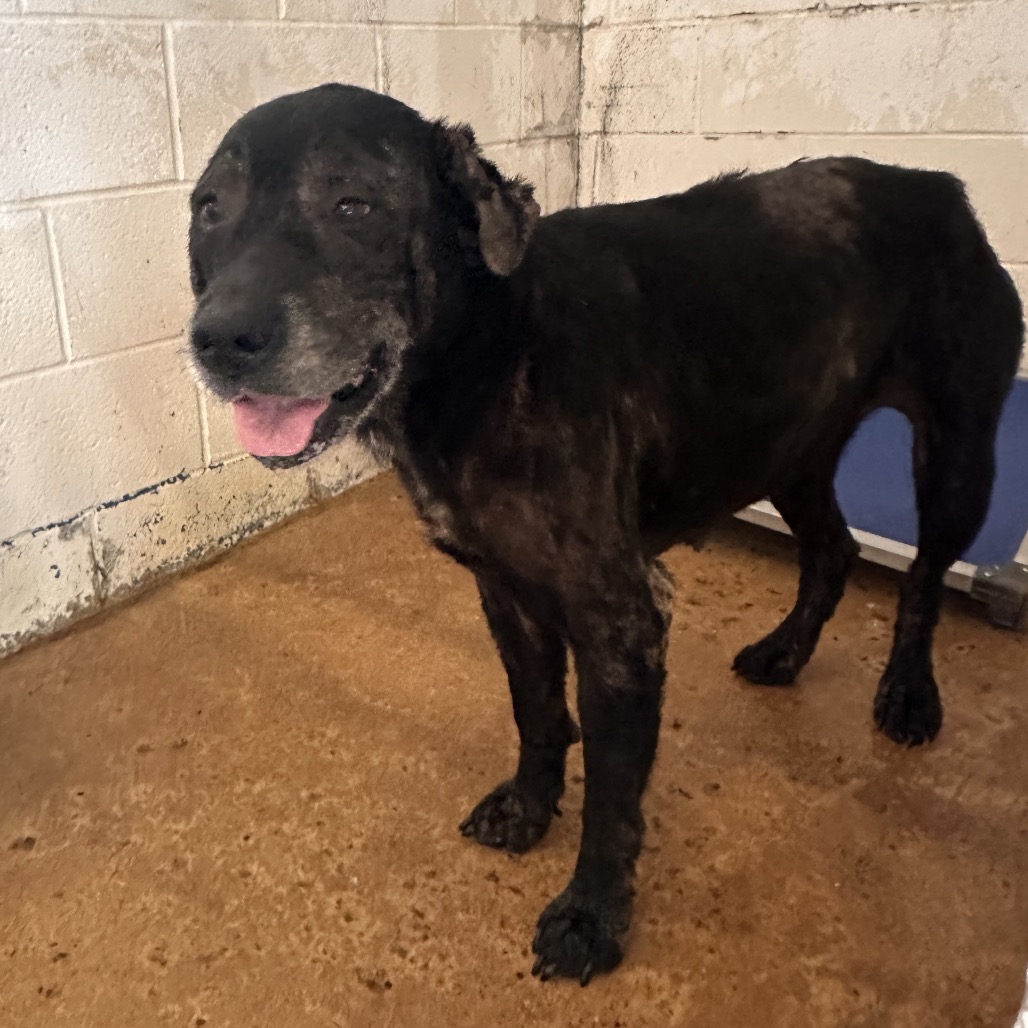 Shelter Stray Female Dog last seen , Edinburg, TX 78539