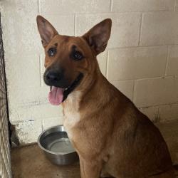 Shelter Stray Male Dog last seen , Edinburg, TX 78539