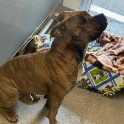 Shelter Stray Male Dog last seen , Matteson, IL 60443