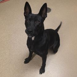 Shelter Stray Female Dog last seen , 54687 Co Rd 19, Bristol, IN 46507, USA