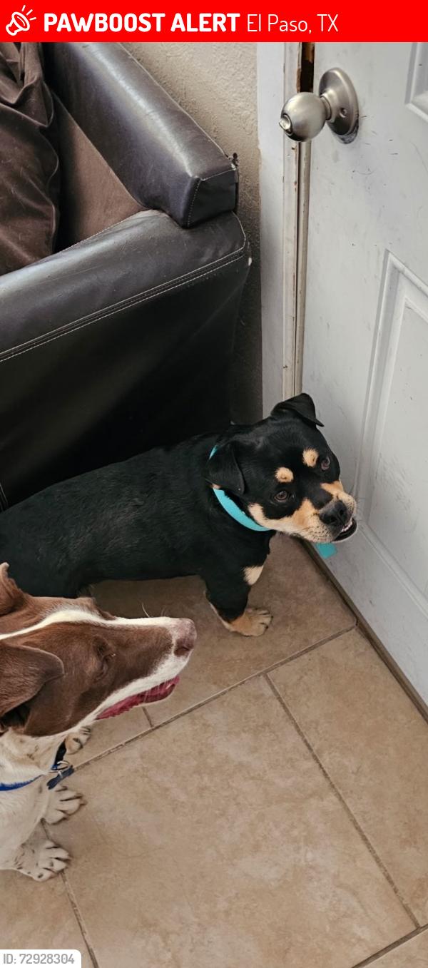 Lost Male Dog last seen Lomaland /lomaterrace area , El Paso, TX 79907