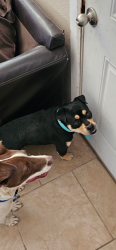 Lost Male Dog last seen Lomaland /lomaterrace area , El Paso, TX 79907