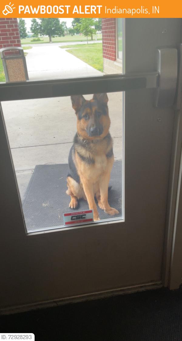 Found/Stray Male Dog last seen 56th and moller road west side of indianapolis, Indianapolis, IN 46254