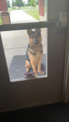 Found/Stray Male Dog last seen 56th and moller road west side of indianapolis, Indianapolis, IN 46254