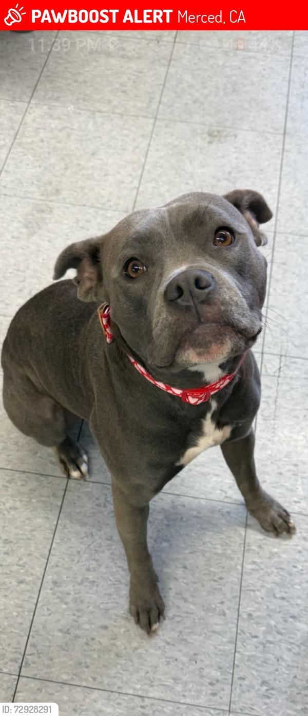 Lost Female Dog last seen HIGHWAY 59 IN MERCED CA BUENA VISTA   AREA 95348, Merced, CA 95341