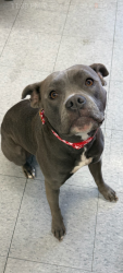 Lost Female Dog last seen HIGHWAY 59 IN MERCED CA BUENA VISTA   AREA 95348, Merced, CA 95341