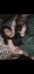 Reunited Male Dog last seen Fulton Ave , Sacramento, CA 95825