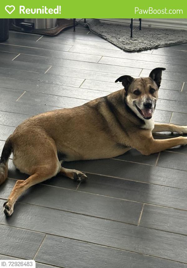 Reunited Female Dog last seen Timberland Blvd, Fort Worth, TX, USA, Fort Worth, TX 76244