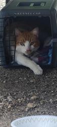 Found/Stray Unknown Cat last seen Indian trail and route 25, Aurora, IL 60505