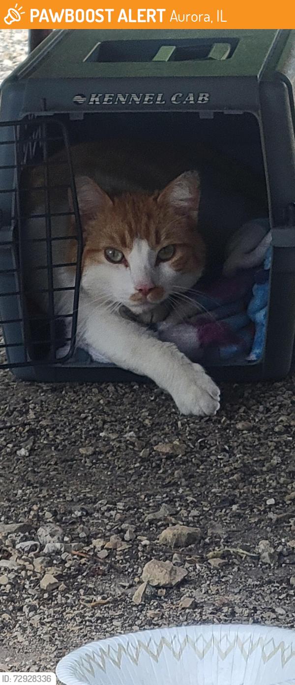 Found/Stray Unknown Cat last seen Indian trail and route 25, Aurora, IL 60505