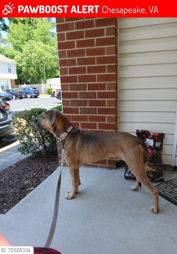 Lost Male Dog last seen Ians Way, Chesapeake, VA 23320