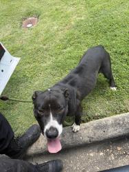 Found/Stray Female Dog last seen Humphrey Drive, Columbus, GA 31907