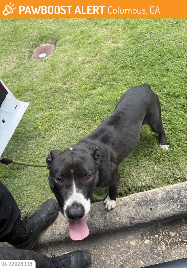 Found/Stray Female Dog last seen Humphrey Drive, Columbus, GA 31907