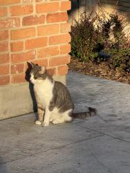 Found/Stray Unknown Cat last seen Butternut grove , London, ON 