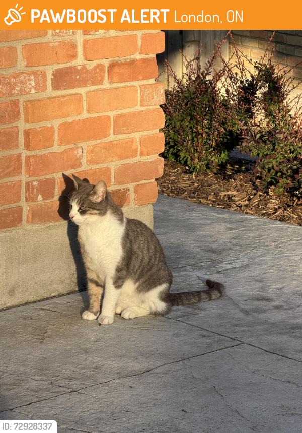 Found/Stray Unknown Cat last seen Butternut grove, London, ON 