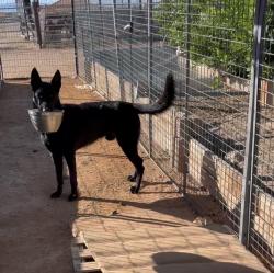 Reunited Male Dog last seen Near N 93rd Ave, Peoria, AZ 85383, USA, Peoria, AZ 85383