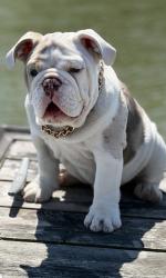 Lost Male Dog last seen Atwood Lake , Mineral City, OH 44656