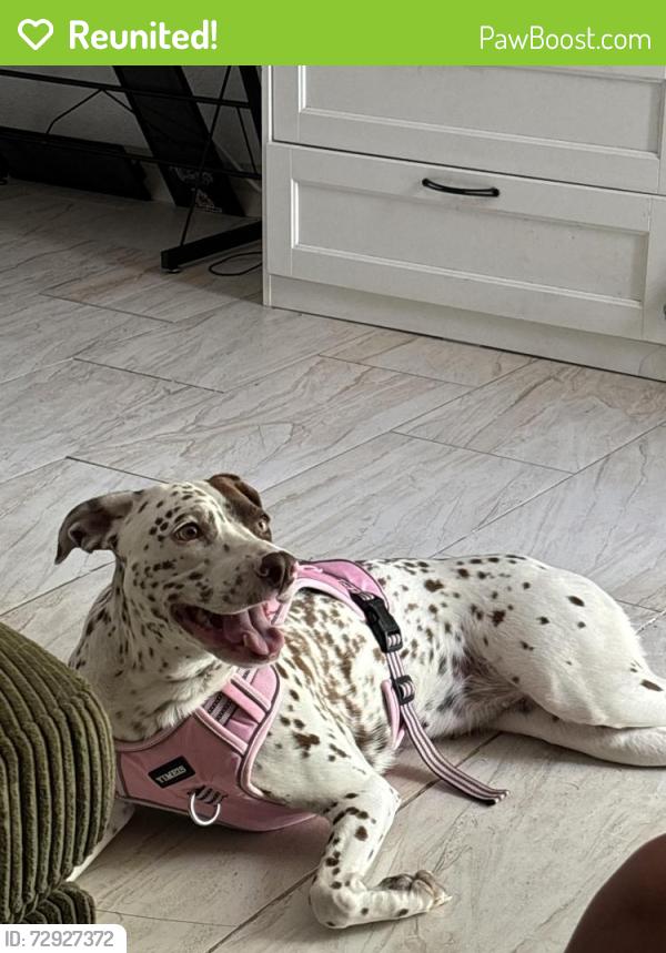 Reunited Female Dog last seen Mission lakes area, Desert Hot Springs, CA 92240