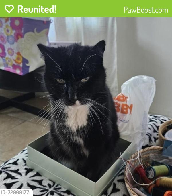 Reunited Male Cat last seen Harrison Ave San Diego ca 92113, San Diego, CA 92113