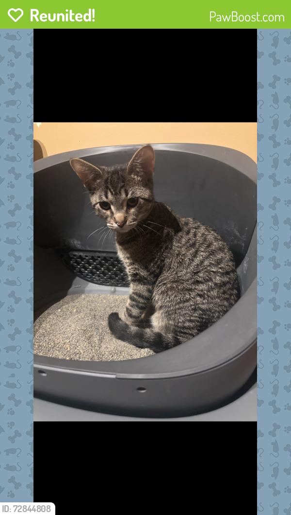 Reunited Male Cat last seen 61ct and 13th st, Cicero, IL 60804